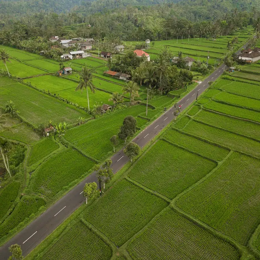 Aerial view of a country road between green rice fields in Bali